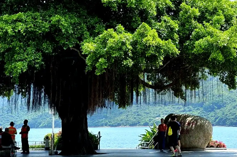 深圳盐田一日游｜云海公园 + 中英街保姆级攻略(图4)