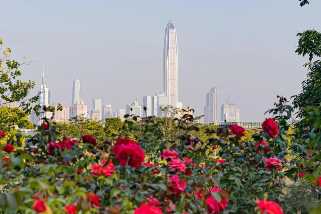 深圳漫步特区全攻略|10 个宝藏景点串联逛(图3) 深圳漫步特区全攻略|10 个宝藏景点串联逛(图3)